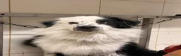 Border Collie cani per accoppiamento: Bellissimo Border Collie maschio per Monta a Provincia di Siena - Annuncio 1
