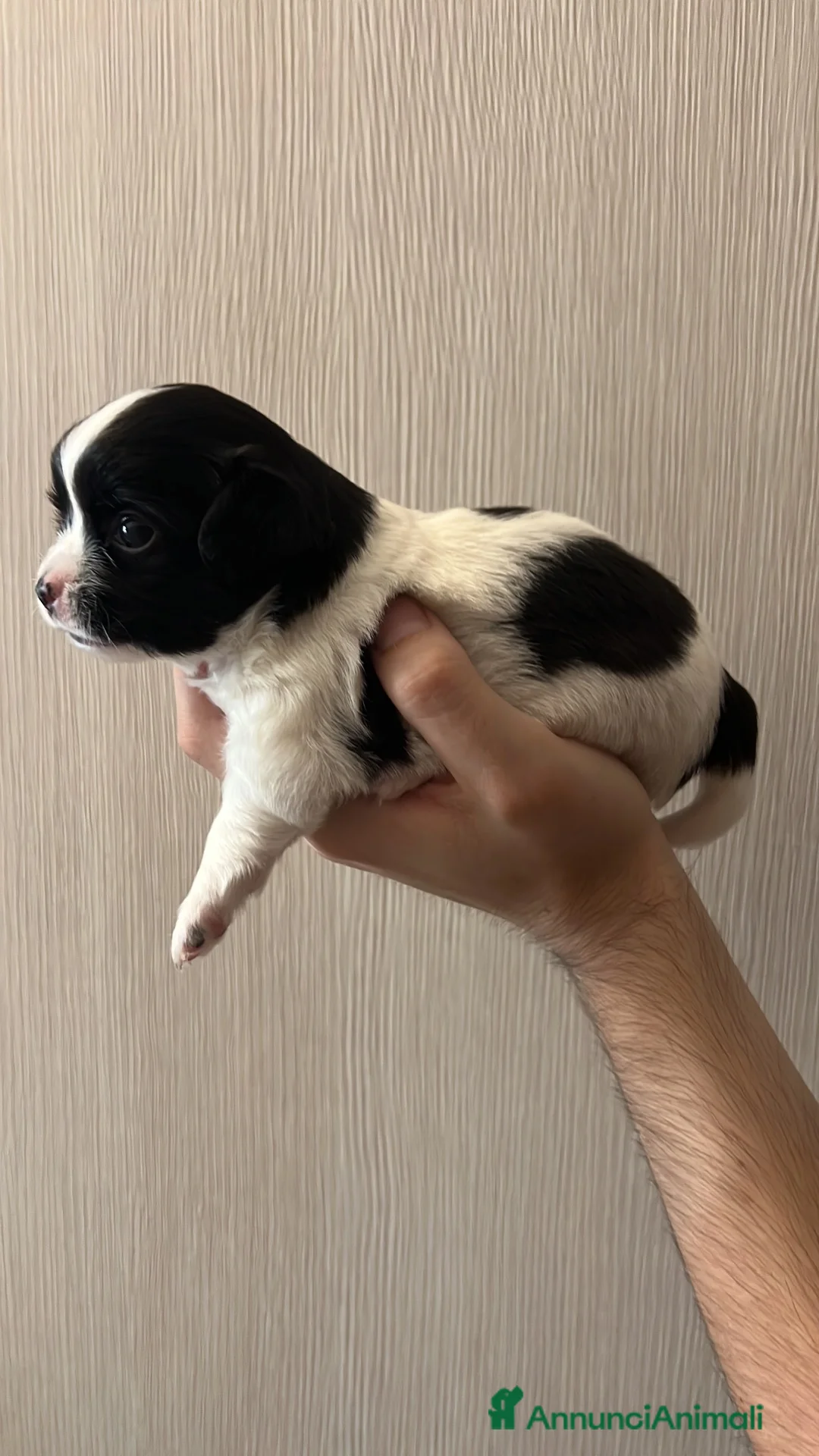 Chihuahua cani in vendita: Chihuahua pelo lungo pedigree  - Annuncio 1