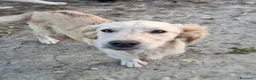 Meticcio cani in regalo: PANCETTA 🩷 prima osserva. Poi si avvicina. a Provincia di Vicenza - Annuncio 4