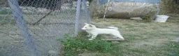 Volpino Italiano cani in vendita: Volpino italiano  - Annuncio 2