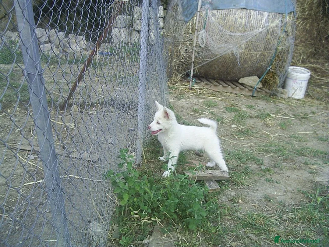Volpino Italiano cani in vendita: Volpino italiano  - Annuncio 2