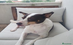 Meticcio cani in regalo: STELLA  a Provincia di Avellino - Immagine 2