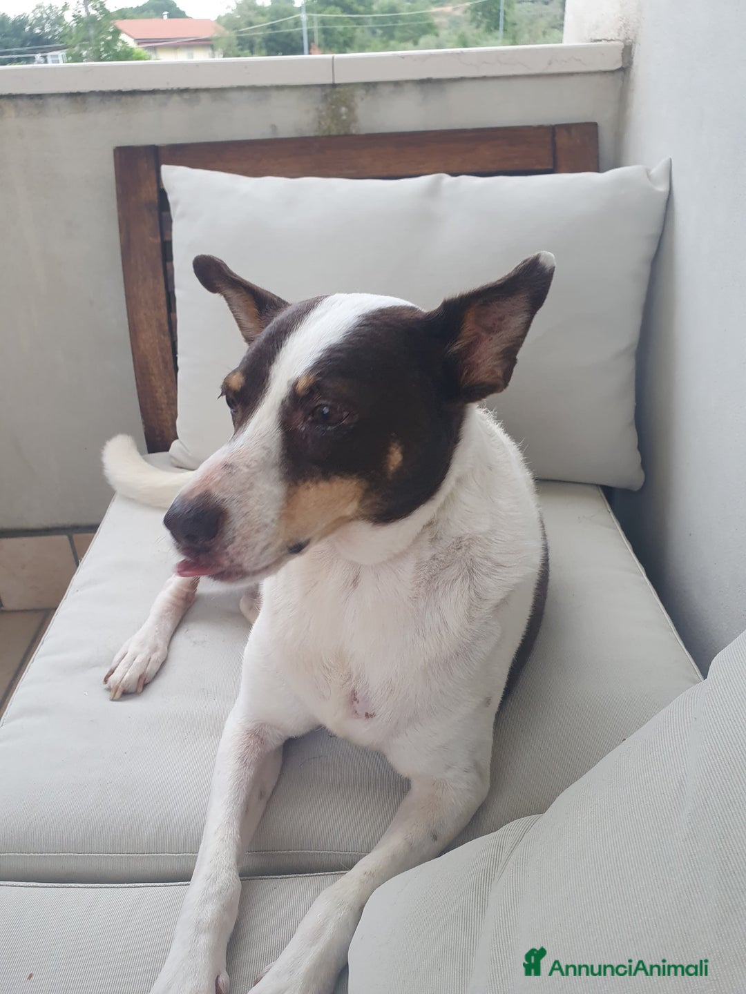 Meticcio cani in regalo: STELLA  a Provincia di Avellino - Annuncio 2