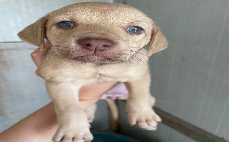 Meticcio cani a Provincia di Rimini - Annuncio 8