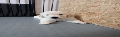Golden Retriever 1