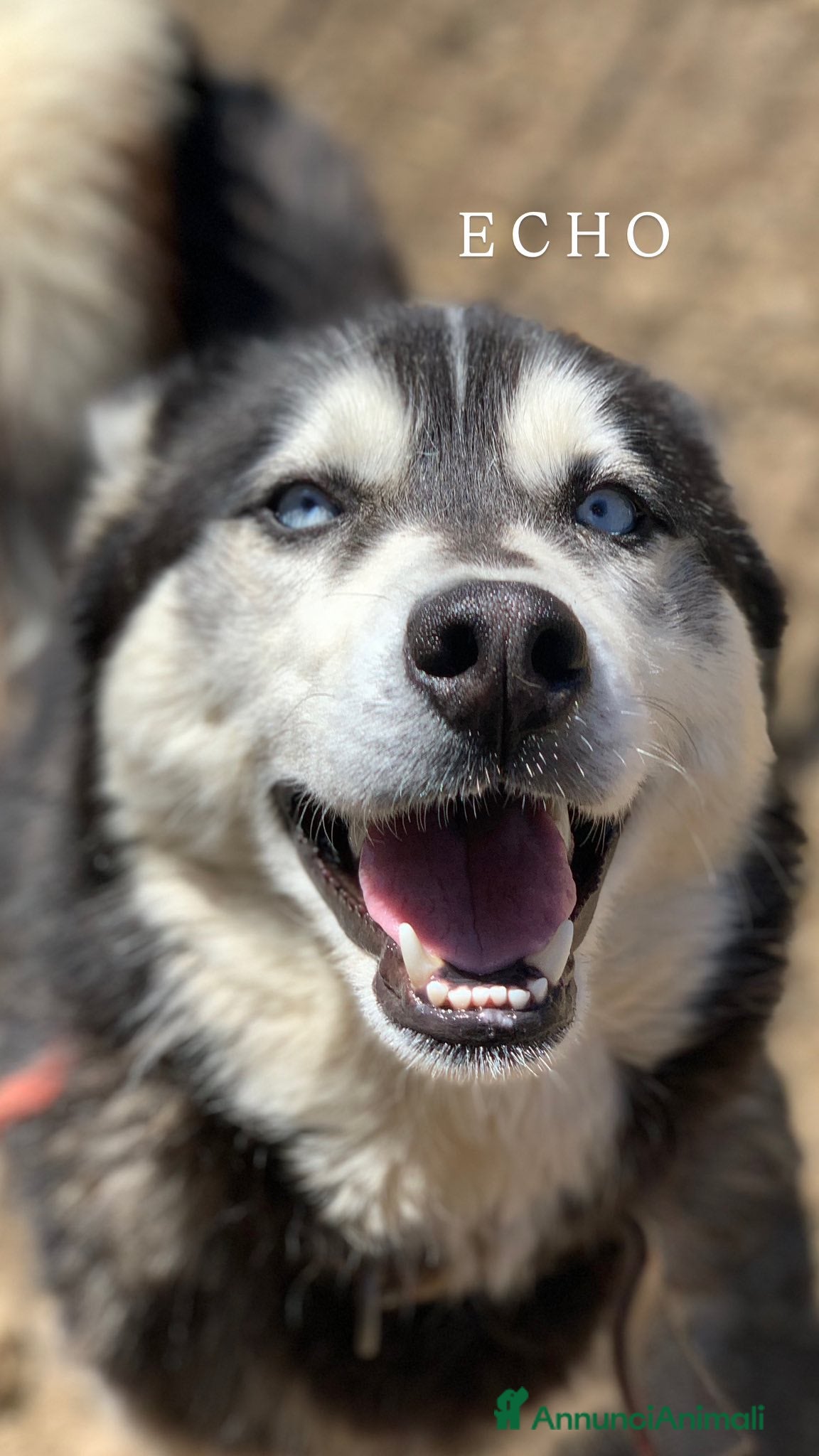 Husky cani ECHO, HUSKY bella da togliere il fiato! - Annuncio 4