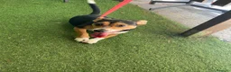 Jack Russell cani in regalo: Si chiama Venere - Annuncio 5