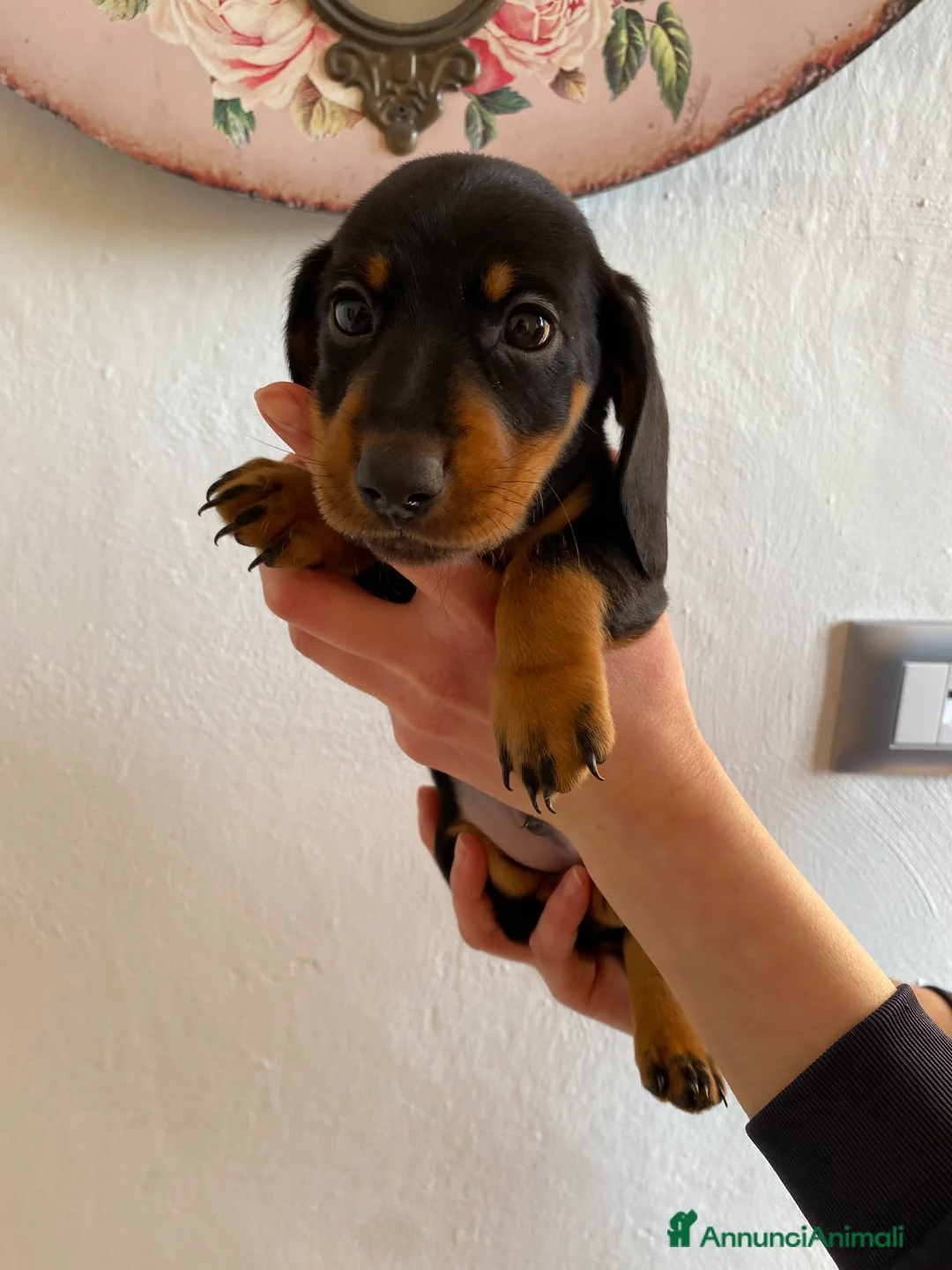 Bassotto cani in vendita: Bassotto nano tedesco - Annuncio 6