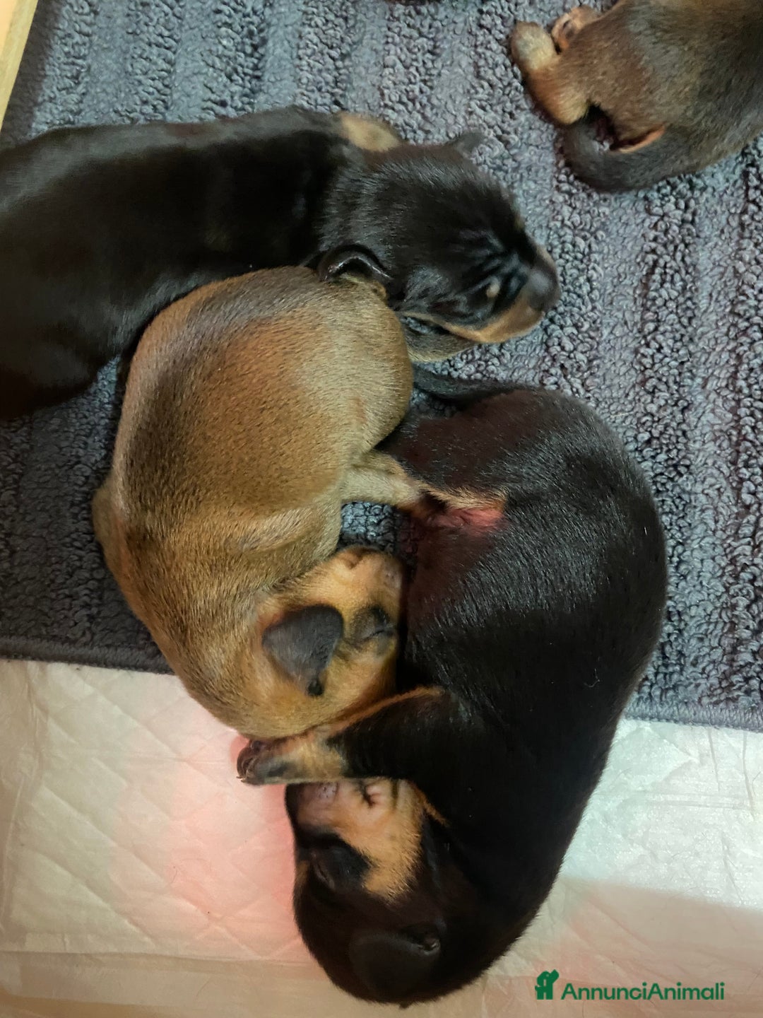 Bassotto cani in vendita: Bassotto tedesco nano - Annuncio 3