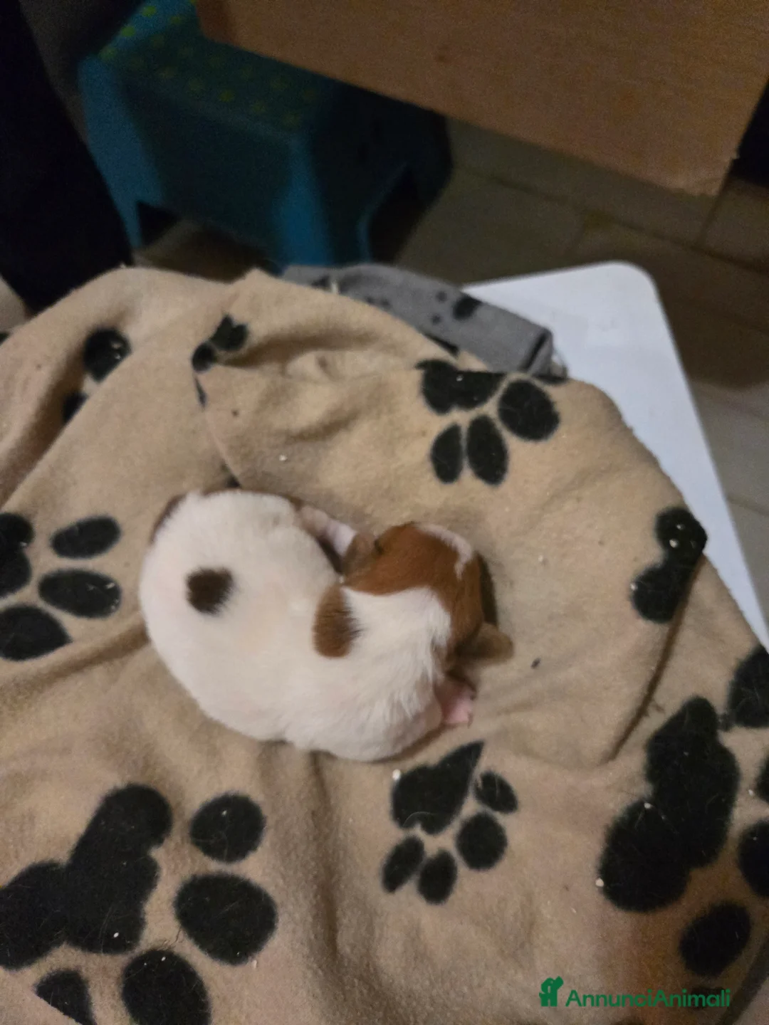 Jack Russell cani in vendita: Cuccioli di Jack Russell Terrier - Annuncio 3