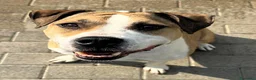 Meticcio cani in regalo: GOLD BELLISSIMO AMSTAFF - Annuncio 6
