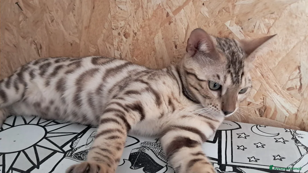 Bengala gatti in vendita: Bengala cuccioli con pedegree a Provincia di Como - Annuncio 1
