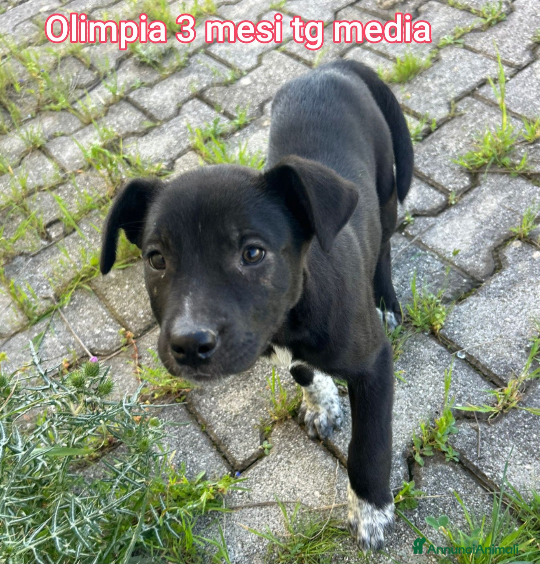 Meticcio cani CUCCIOLI ABBANDONATI: EMERGENZA  - Annuncio 4