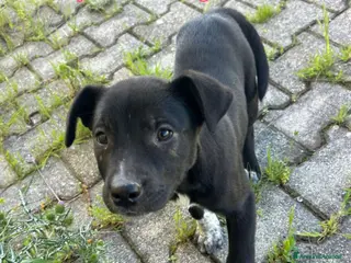 Meticcio cani CUCCIOLI ABBANDONATI: EMERGENZA - Annuncio 4