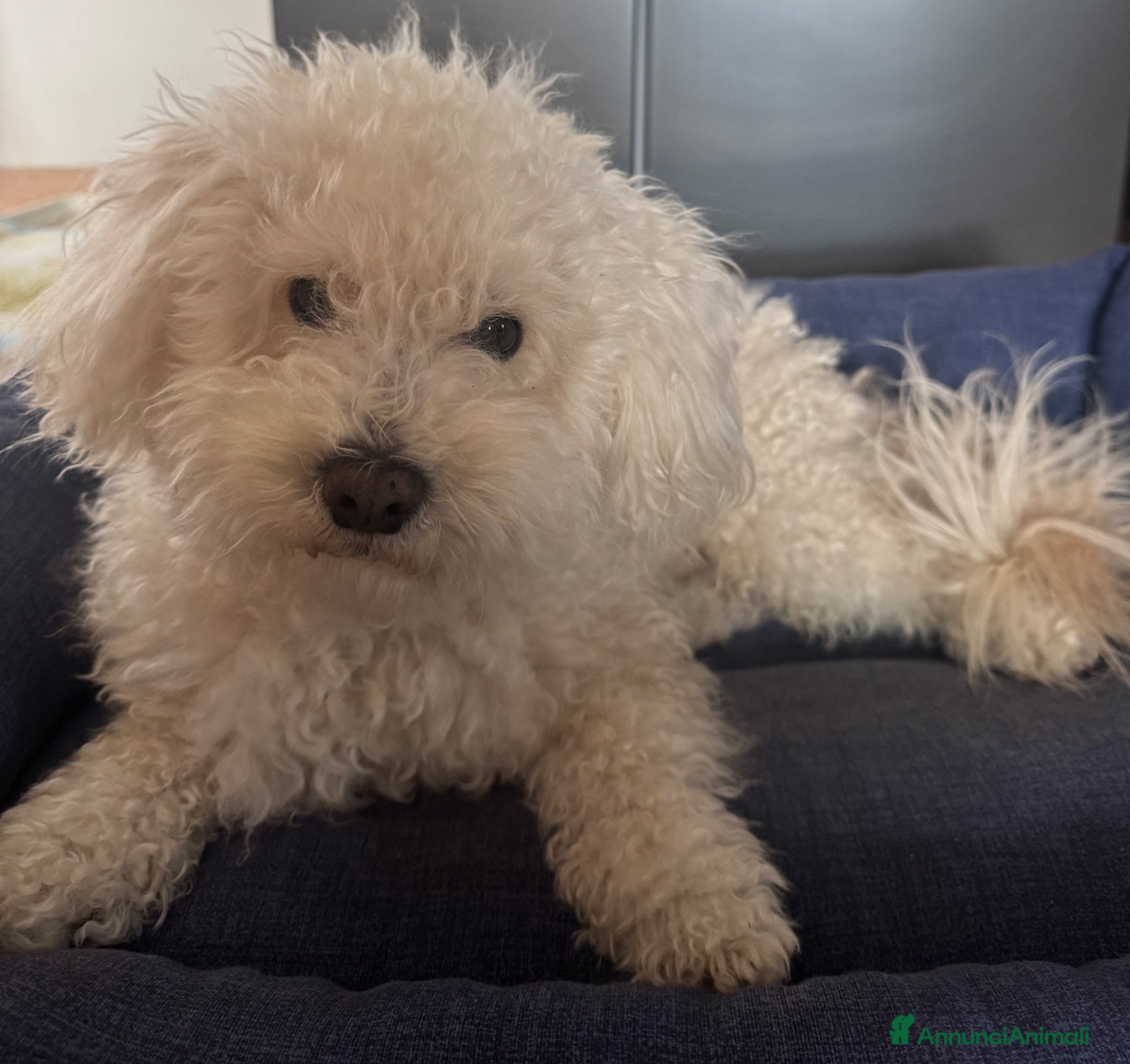 Maltipoo cani accoppiamento cane  - Annuncio 3