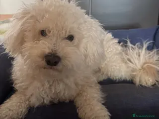 Maltipoo cani accoppiamento cane - Annuncio 3