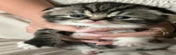 Scottish gatti in vendita: Cuccioli Scottish Fold  - Annuncio 30