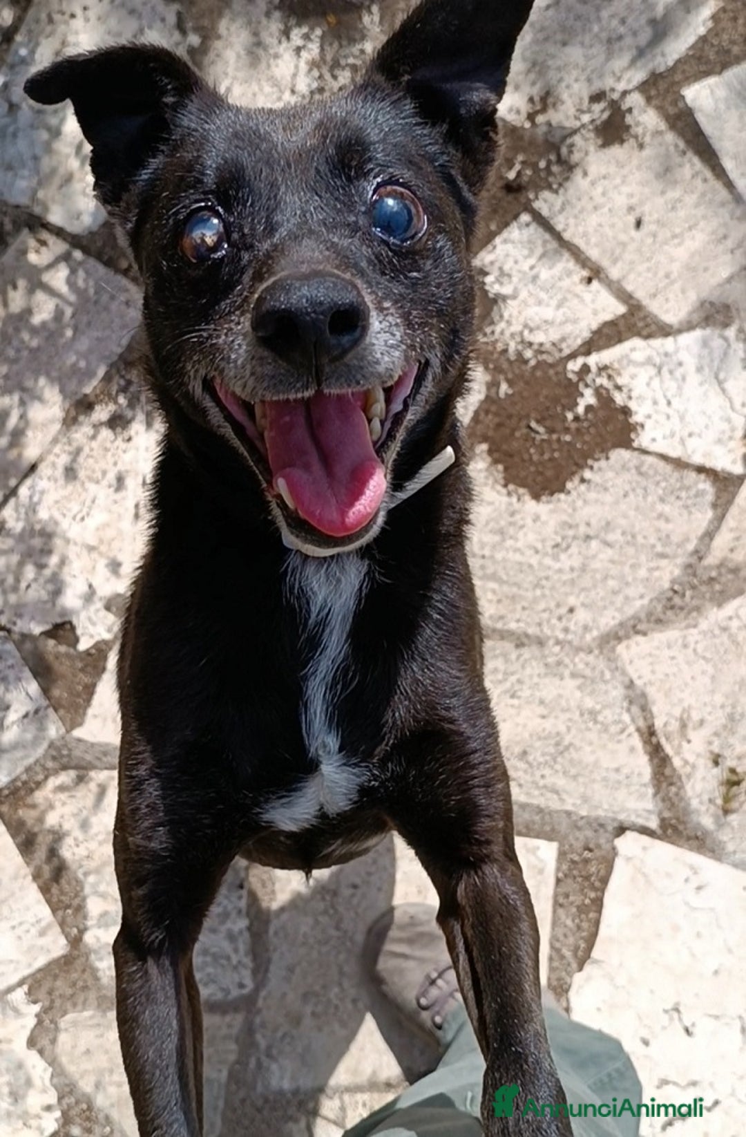 Meticcio cani in regalo: Bobby super adozione del ❤️ - Annuncio 9