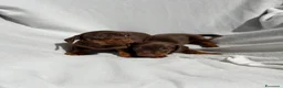 Bassotto cani in vendita: Cuccioli di bassotto ENCI disponibili  - Annuncio 4