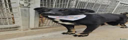 Meticcio cani in regalo: Carlo: 2 anni, taglia media, docile e riservato  - Annuncio 4