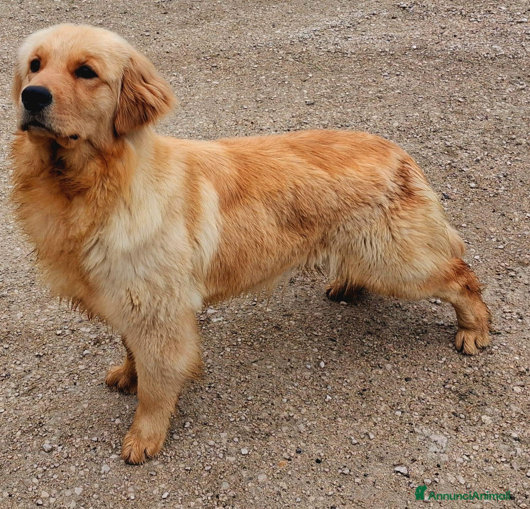 Golden Retriever cani Cuccioli di golden retriver anglo americano  - Annuncio 1