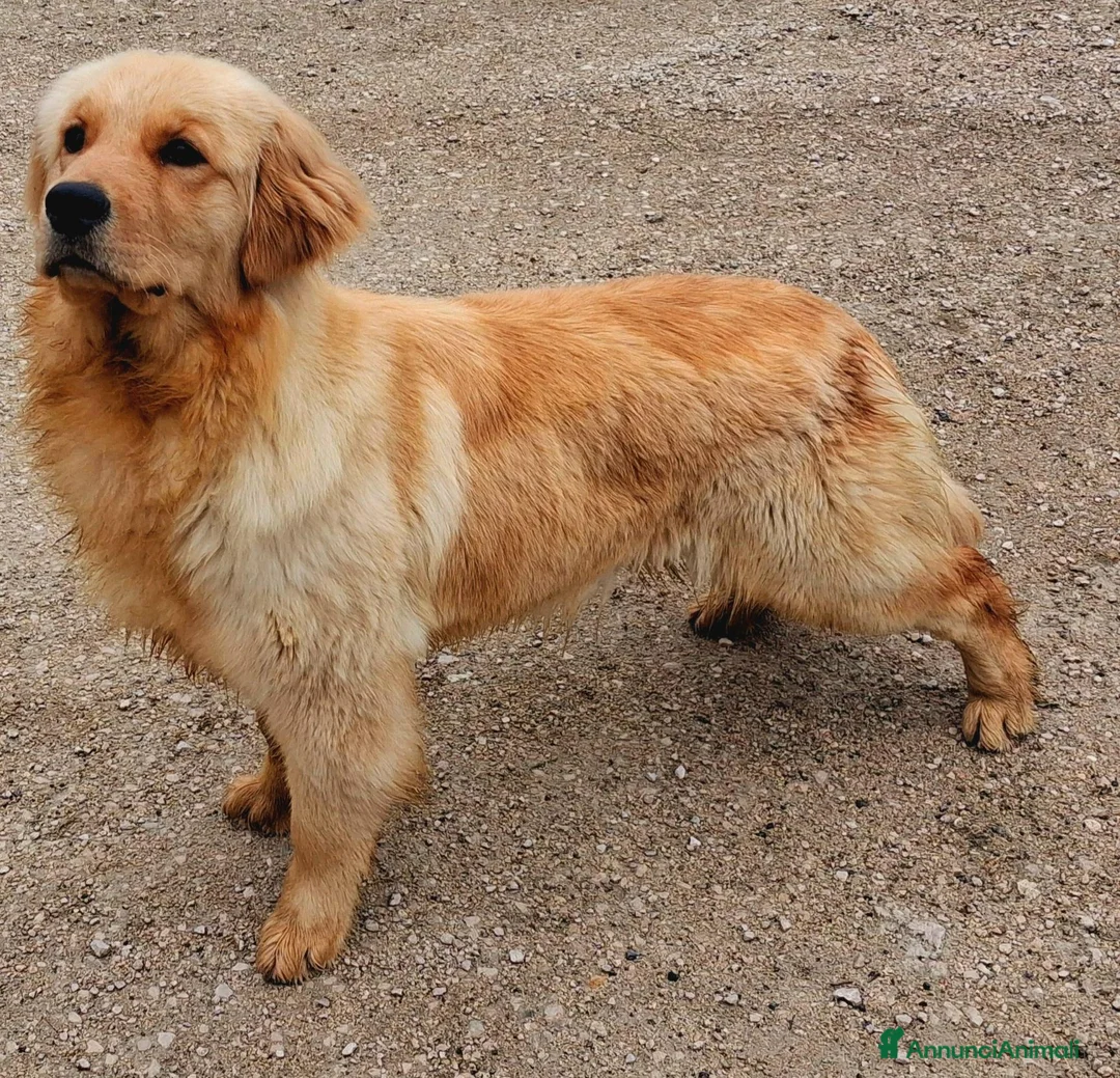 Golden Retriever cani in vendita: Cuccioli di golden retriver anglo americano  - Annuncio 1