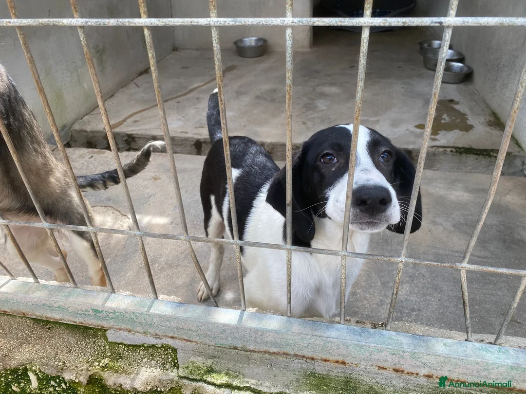 Meticcio cani in regalo: Meravigliosi cuccioli in cerca di casa a Città Metropolitana di Bologna - Annuncio 1