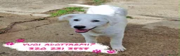 Meticcio cani in regalo: PROVOLA 🩷 QUEL SORRISO CERCA CASA a Provincia di Savona - Annuncio 2