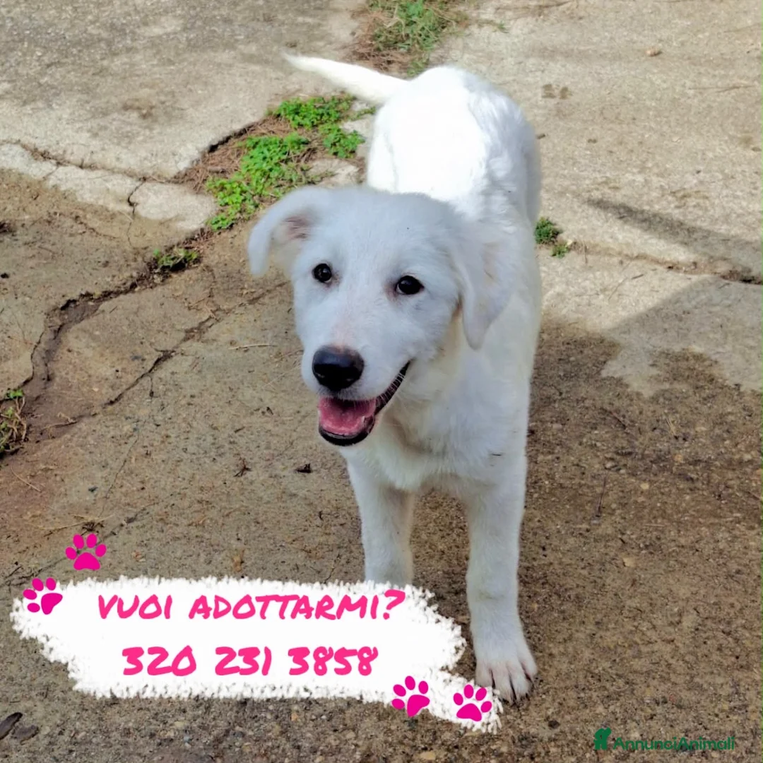Meticcio cani in regalo: PROVOLA 🩷 QUEL SORRISO CERCA CASA a Provincia di Savona - Annuncio 2