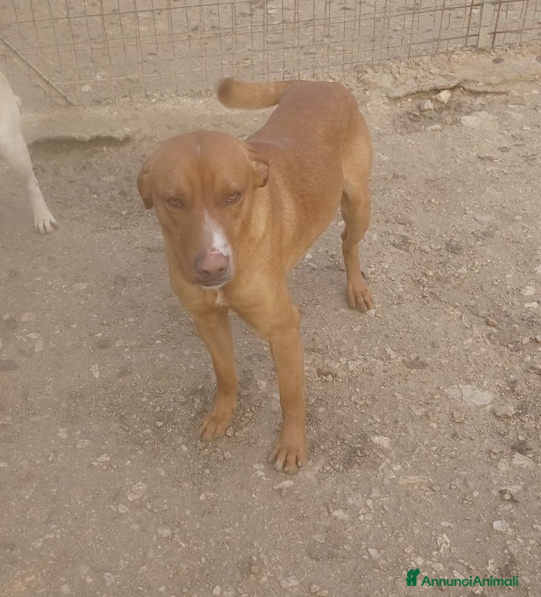 Meticcio cani in regalo: CORFU' CUCCIOLONE INVISIBILE a Città metropolitana di Roma Capitale - Annuncio 8