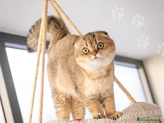 Scottish gatti in vendita: Cucciole Scottish Fold - Annuncio 2