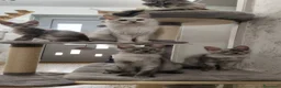 Maine Coon gatti in vendita: Cucciola Maine Coon Silver femmina  - Annuncio 2