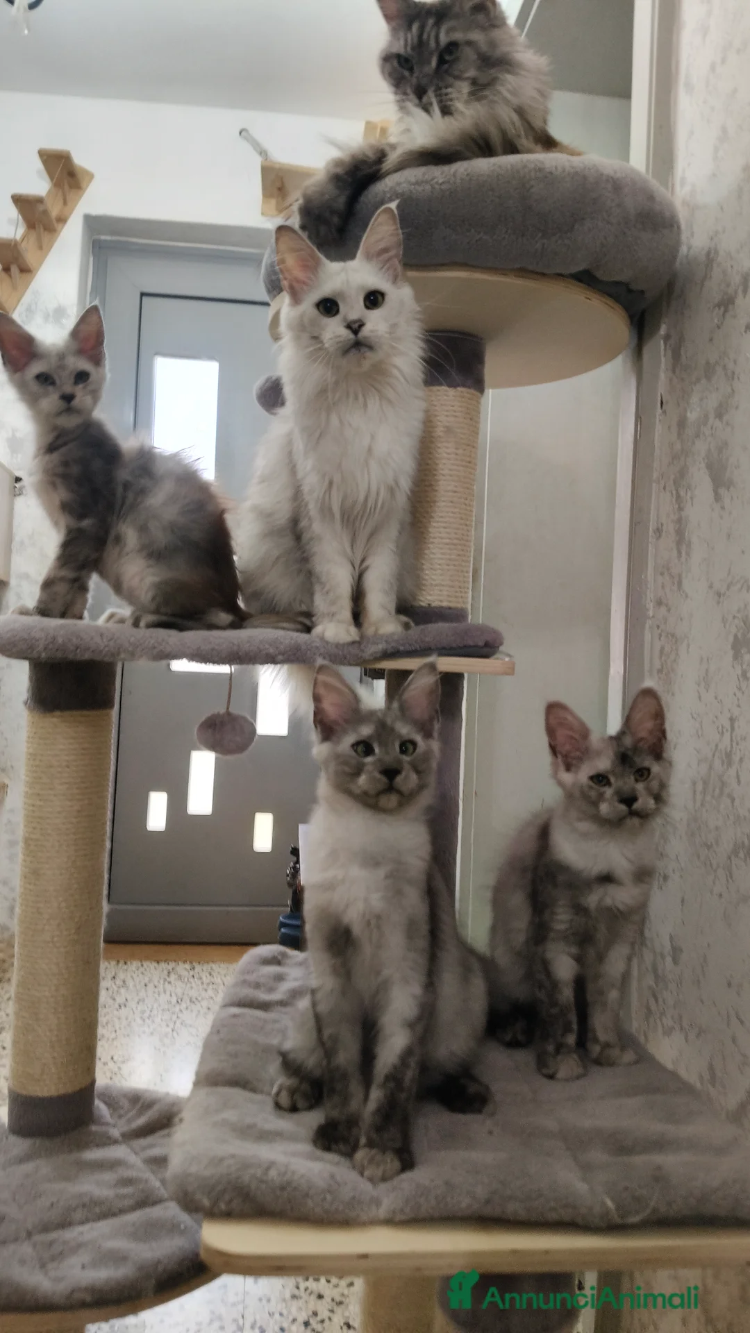 Maine Coon gatti in vendita: Cucciola Maine Coon Silver femmina  - Annuncio 2
