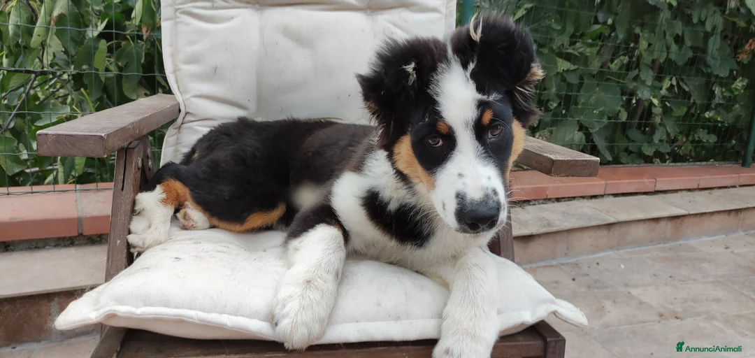 Immagine della galleria {{count}}