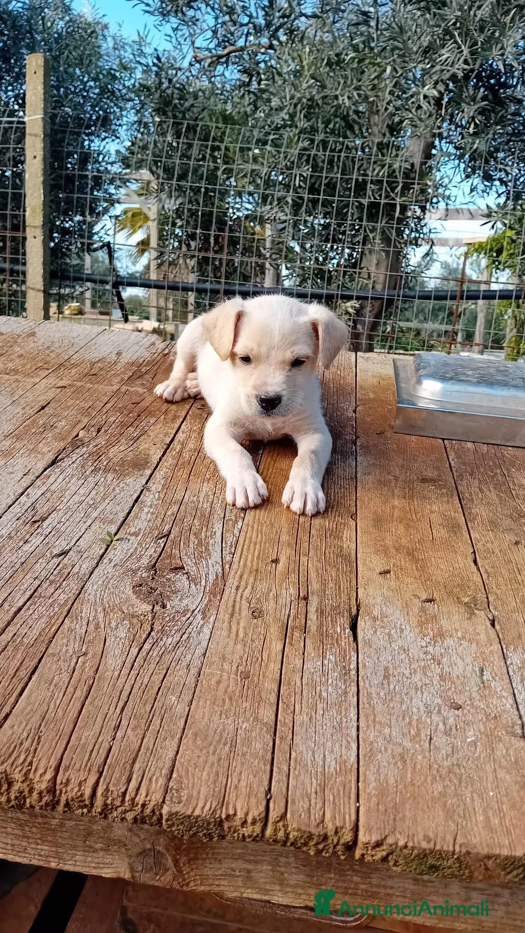 Altre razze cani in regalo: pollicino - Annuncio 3