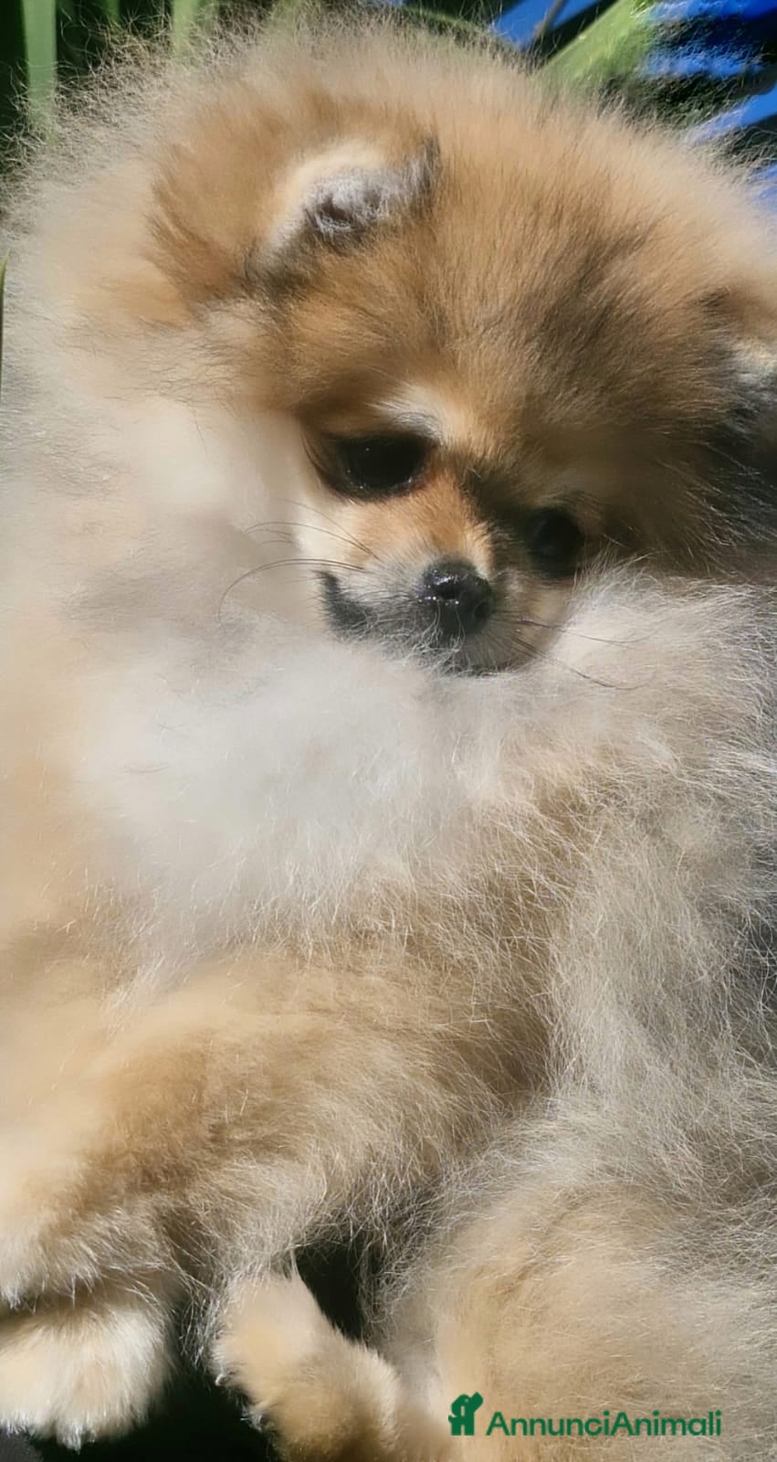 Volpino Pomerania cani Spitz tedesco nano - Annuncio 1