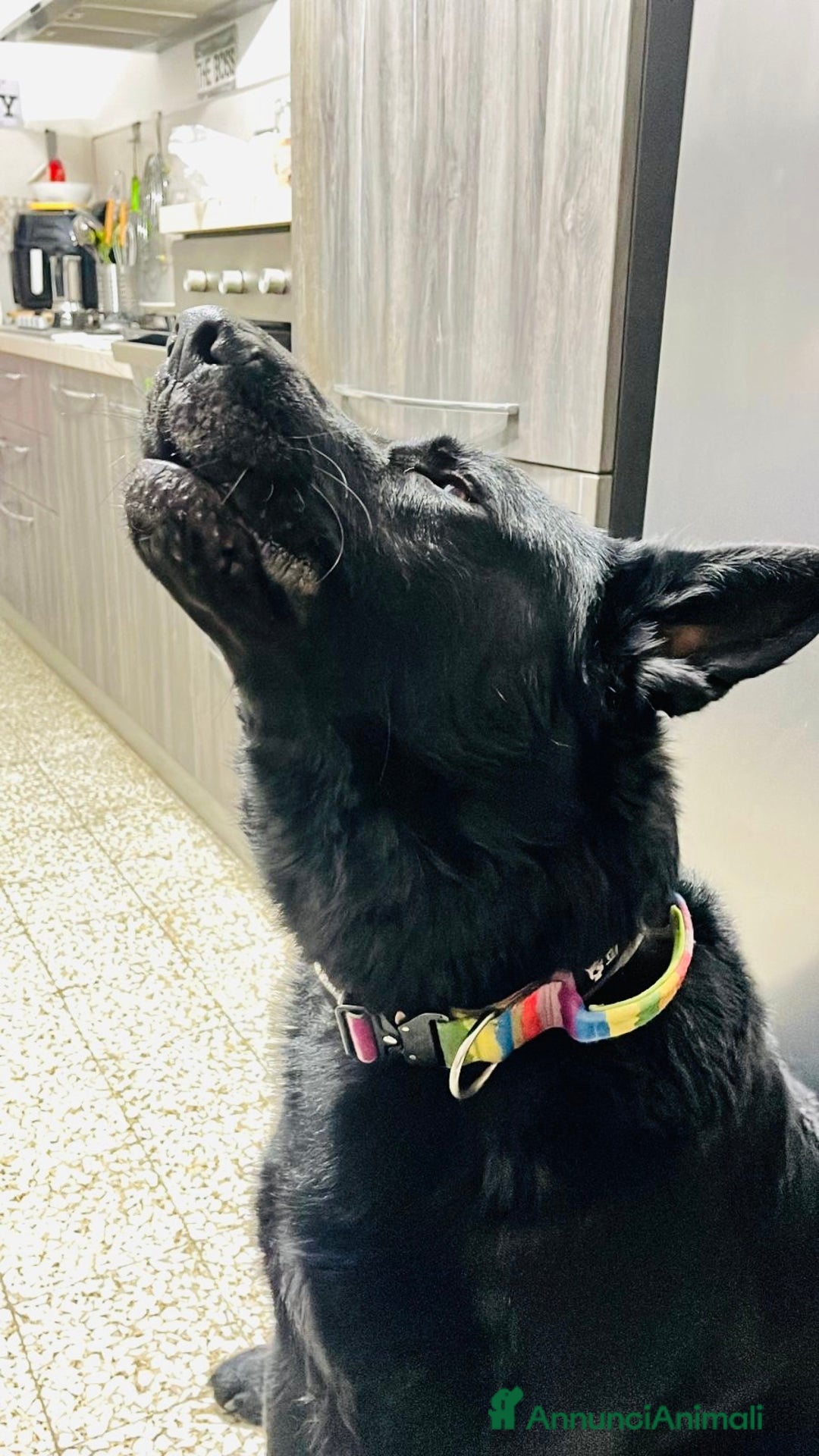 Pastore Tedesco cani per accoppiamento: Cerco pastore tedesco femmina X accoppiamento  a Provincia di Matera - Immagine 12
