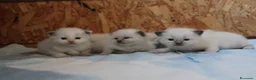Ragdoll gatti in vendita: Ragdoll cuccioli con pedigree  - Annuncio 6