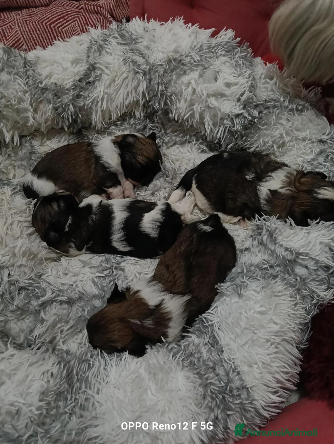Shih Tzu cani in vendita: 3 belli maschietti di Shih tzu  - Annuncio 2