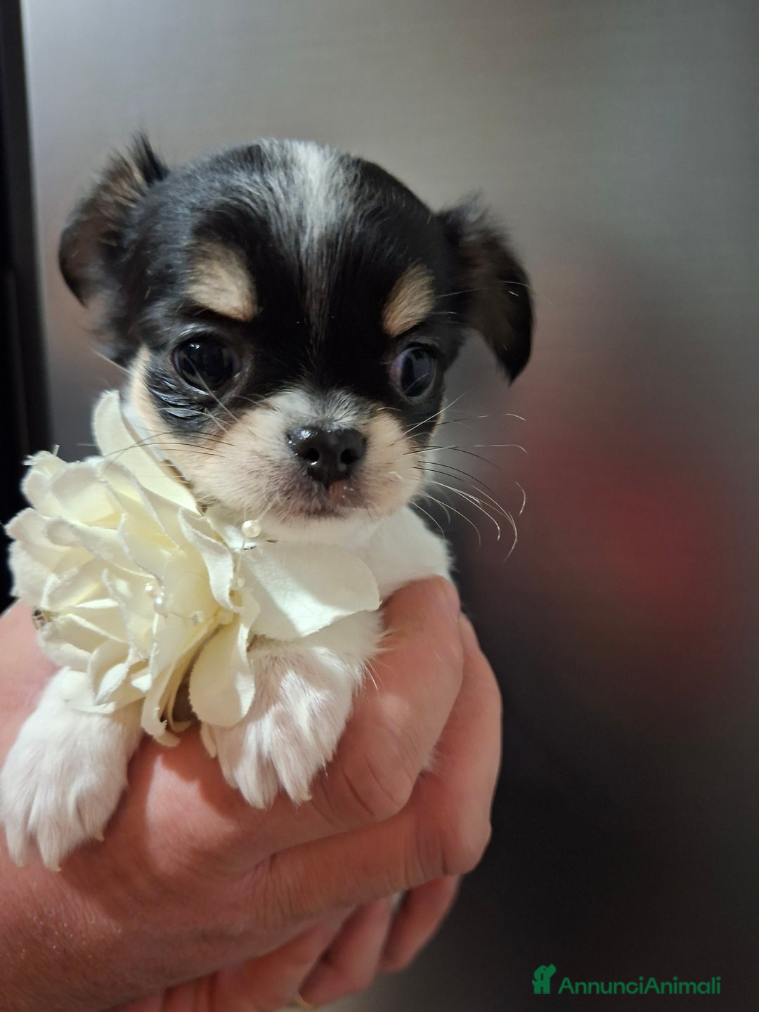 Chihuahua cani in vendita: Chihuahua  - Annuncio 3