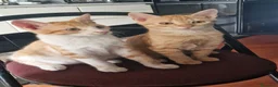 Meticcio gatti in regalo: Sara e i suoi cuccioli  - Annuncio 1