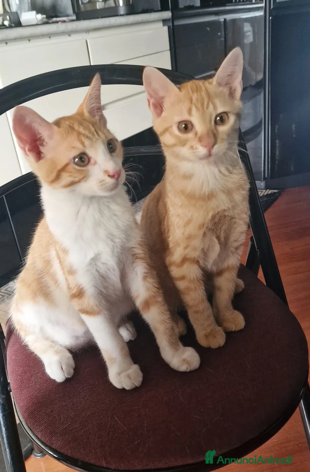 Meticcio gatti in regalo: Sara e i suoi cuccioli  - Annuncio 1