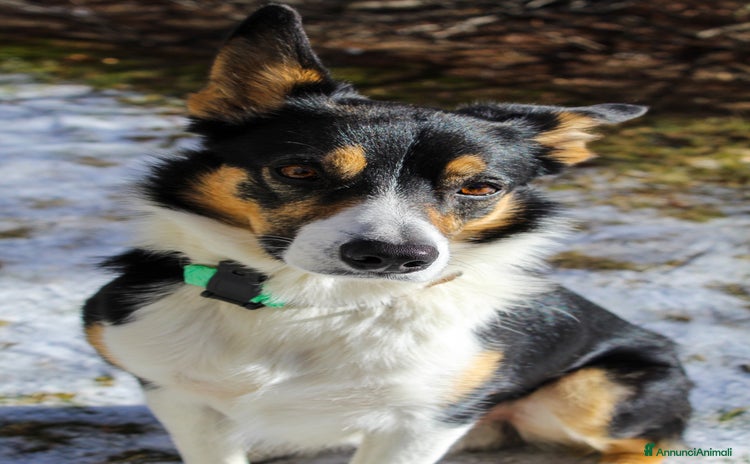 Border Collie cani a Provincia del Verbano-Cusio-Ossola - Annuncio 1