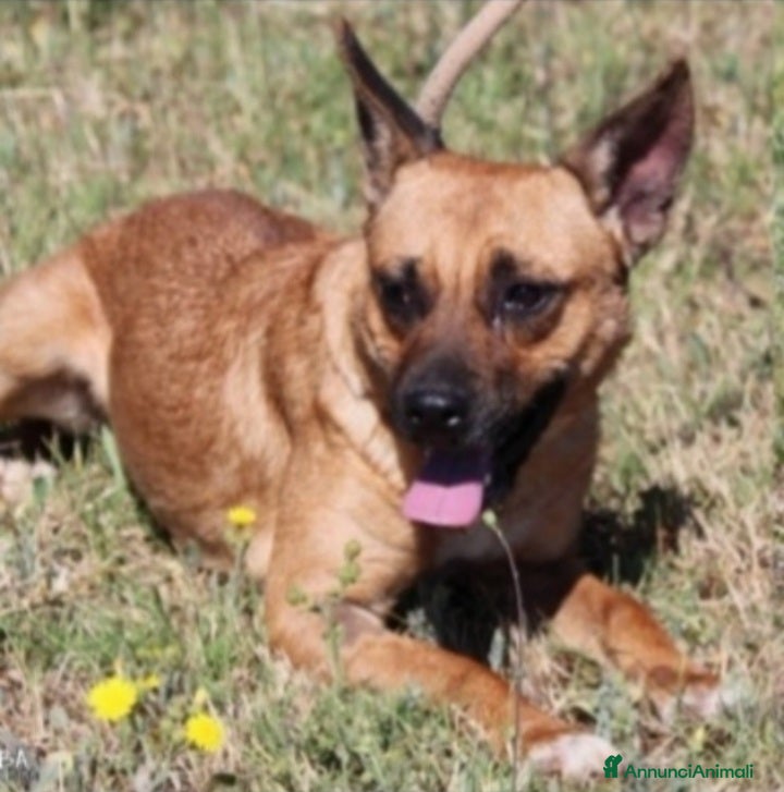 Meticcio cani Spina 7anni kg10 pastorina mignon ROMA - Annuncio 5