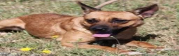 Meticcio cani in regalo: Spina 7anni kg10 pastorina mignon ROMA - Annuncio 1