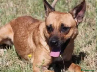 Meticcio cani Spina 7anni kg10 pastorina mignon ROMA - Annuncio 2