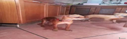 Meticcio cani in vendita: Similpinscher - Annuncio 2