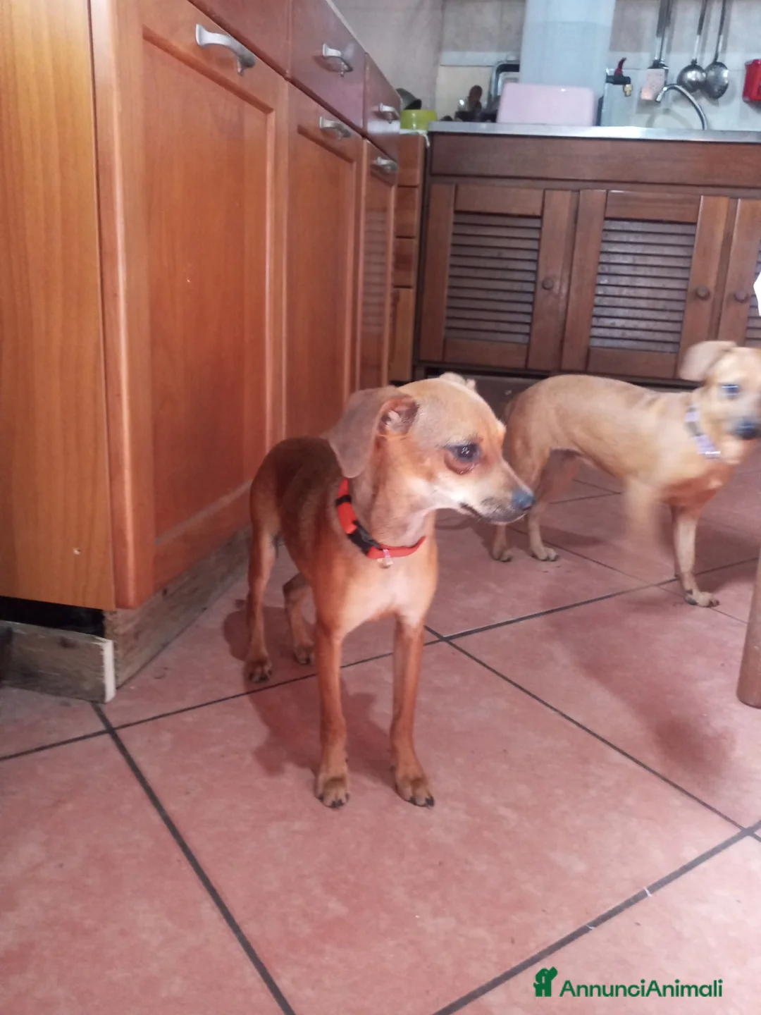 Meticcio cani in vendita: Similpinscher - Annuncio 2