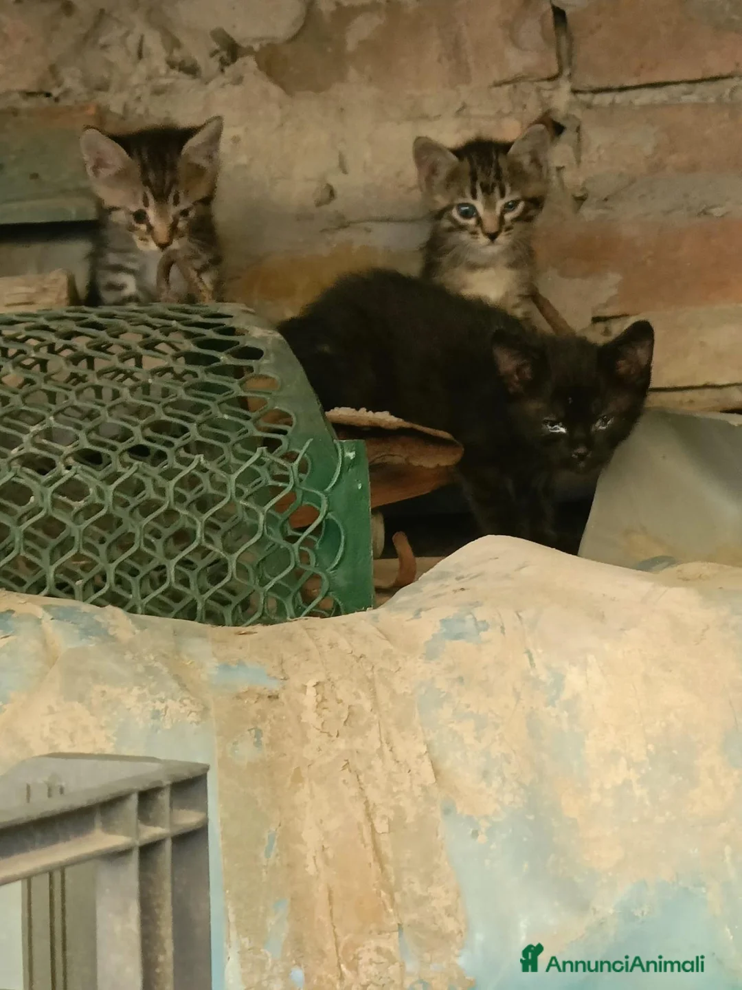 Meticcio gatti in regalo: Gatta nera con 3 cuccioli  a Provincia di Forlì-Cesena - Annuncio 1