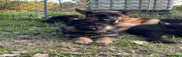 Pastore Tedesco cani in vendita: cuccioli di pastore tedesco di alta genealogia  a Provincia di Perugia - Annuncio 2